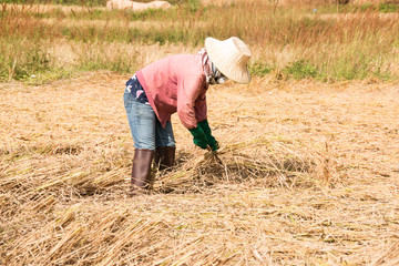 farmers threshing rice