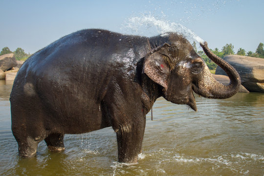 Lakshmi, the temple elephant in Hampi, India