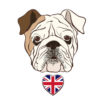 English bulldog face with  heart flag UK. Hand-drawn vector illu