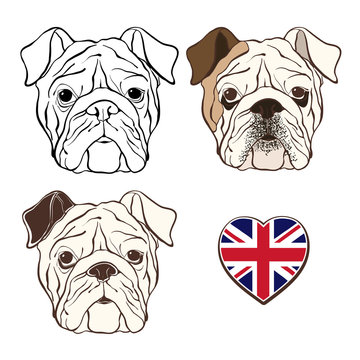 Vector set of  English bulldog's face and  heart flag UK. Hand-d
