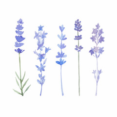 Watercolor lavender set. Lavender flowers isolated on white back