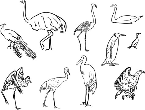 ten bird blak sketches on white