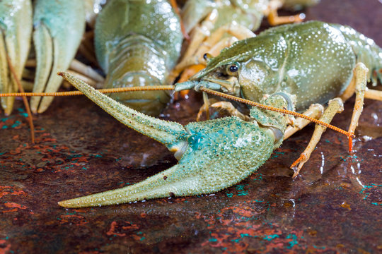Claw crayfish closeup