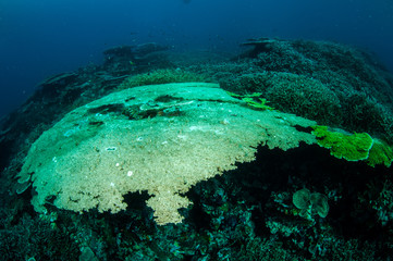 Fototapeta na wymiar Various hard coral reefs in Banda, Indonesia underwater photo