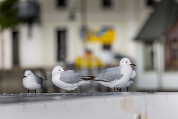 Seagulls ower nature background.
