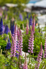 Mountain with llupins blooming, Lake Tekapo, New Zealand