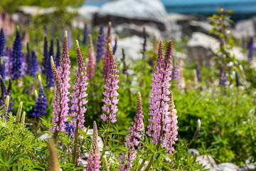 Obraz premium Mountain with llupins blooming, Lake Tekapo, New Zealand