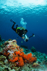 Naklejka na ściany i meble Diver swimming in Banda, Indonesia underwater photo