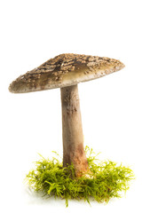 Amanite rougissante, Amanita rubescens, Amanite vineuse , Amanit