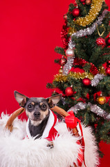 Pincher dog under Christmas tree