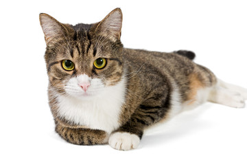 Portrait of a grey striped cat