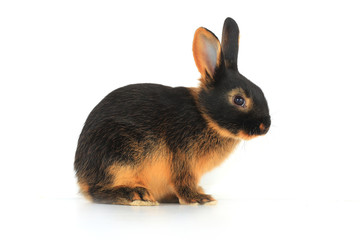 brown rabbit