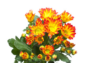 chrysanthemum,