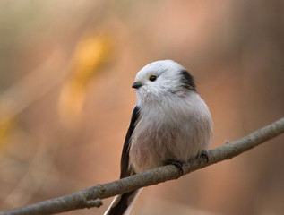 Long tailed tit on the branch
