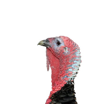 isolated male turkey head