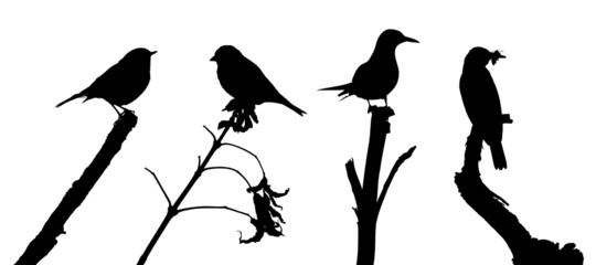 Birds on branch silhouette 