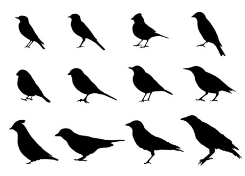 Birds silhouettes 
