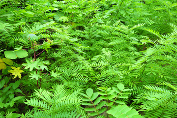 fern background