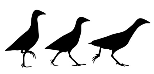 Corn crake silhouette