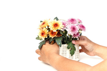 Hand holding Flower in wooden handmade basket isolated on white