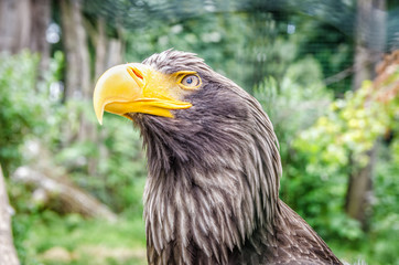 Orzeł Portret © Jan