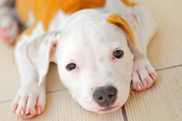 Obraz premium American Staffordshire Terrier dog