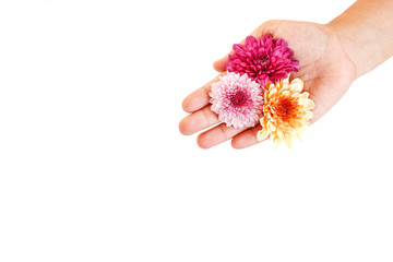 Hand holding Flower isolated on white background