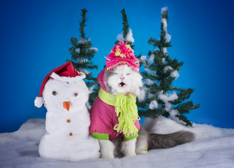 young kitten makes a snowman in a forest