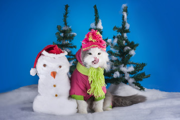 young kitten makes a snowman in a forest