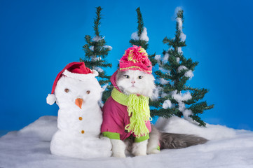 young kitten makes a snowman in a forest