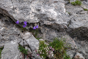 Glockenblumen