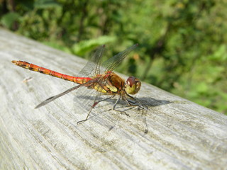 Male Common Darter Dragonfly