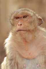 Fototapeta premium monkey