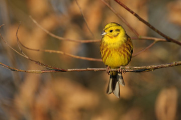 Yellowhammer - Emberiza citrinella