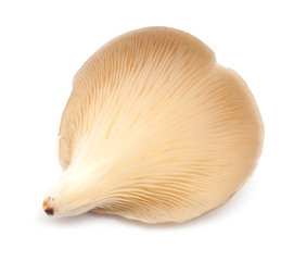 oyster mushrooms isolated