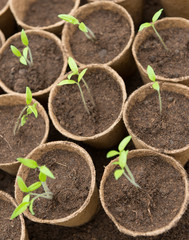 Young Seedlings in jiffy pots