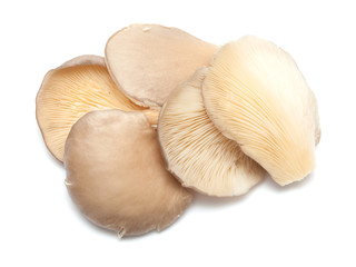 Fototapeta na wymiar oyster mushrooms isolated