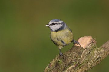 Blue Tit - Parus caeruleus