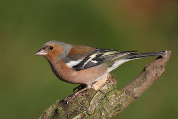 Chaffinch - Fringilla coelebs