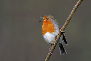 Robin - Erithacus rubecula