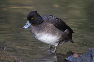Tufted Duck female - Aythya fuligula