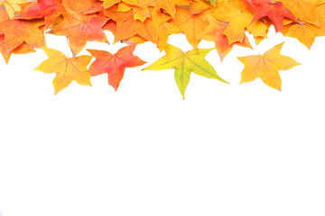 autumn maple leafs isolated on a white