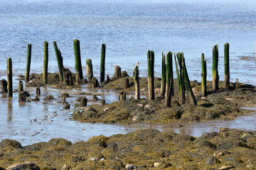 Remains of the old pier at Stockton Springs Maine