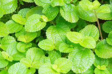 mint or peppermint texture
