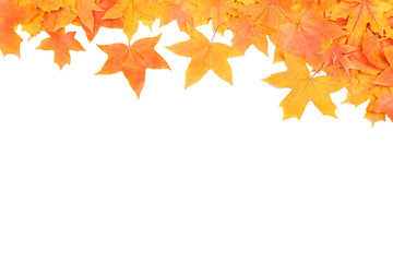 autumn maple leafs isolated on a white