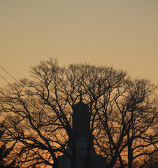 drzewo © carpathia1