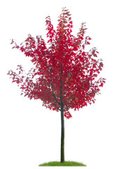Junger Ahorn mit roten Blättern im Herbst als Freisteller
