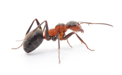 Isolated Red Ant