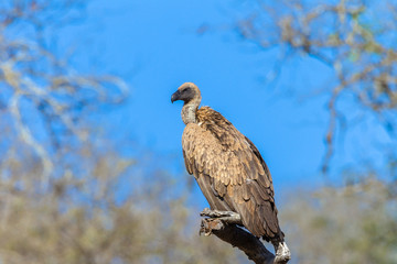 Vulture Bird Wildlife