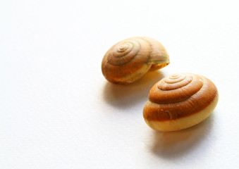 shell of nail